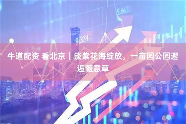 牛道配资 看北京｜淡紫花海绽放，一亩园公园邂逅随意草